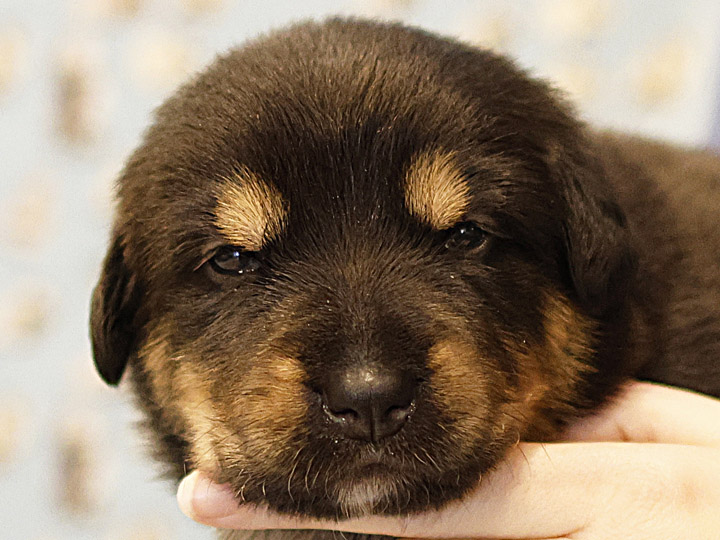 chinook puppy
